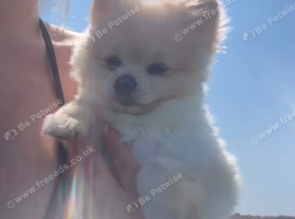 Toy Pomeranian 11months boy