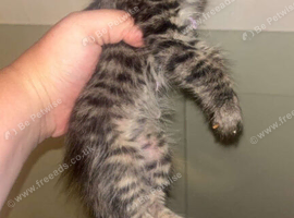 kittens