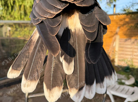 Harris Hawk
