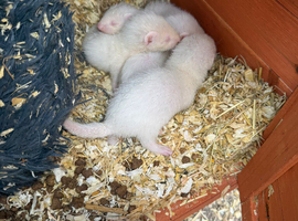 Albino ferret kitts for sale