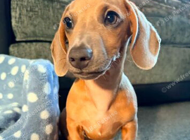 Miniature dachshund