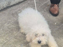 Toy Poodle Puppy