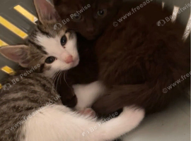 2 Adorable Brother Kittens - Ready for Their New Home ASAP!