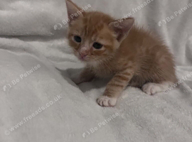 5 playfull kittens