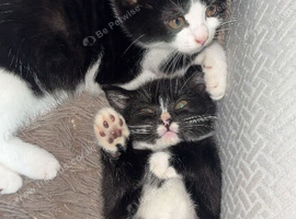3 lovely kittens