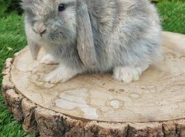 Mini lop baby rabbits ready now