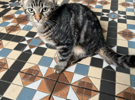 5 month old female kitten