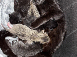 2 kittens rag doll cross moggy