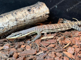 Kimberley rock monitor