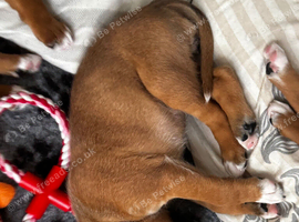 Champion breed boxer puppies