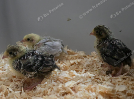 Button quail chicks