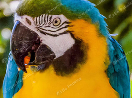 Young up to 3 years close rung B/G Macaw wanted - lifetime home given in Beccles