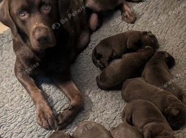 KC Chocolate Labradors