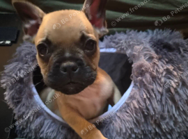 French bulldog cross