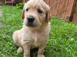 Golden retriever puppy's