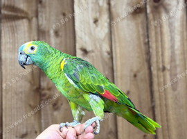 Blue headed amazon