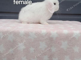 Purebred mini lop doe, ready to leave