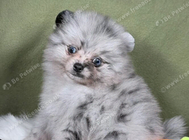 BEAUTIFUL TEDDY FACE POMERANIAN PUPPIES KC