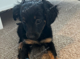 Puppy