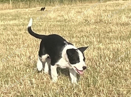 Welsh sheep dog puppies