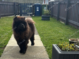 male chow chow