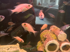 Malawi firefish && alacaunora between 1-2 inches