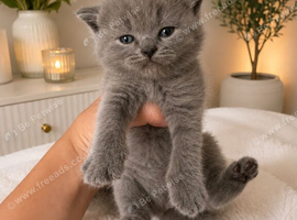 Beautiful kittens ready to reserve to forever homes