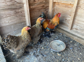 Trio of bantam brahmas