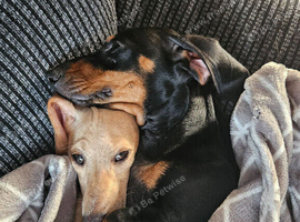2 miniature dachshunds
