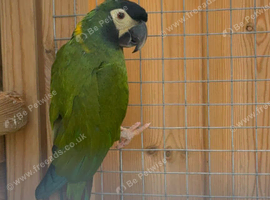 Golden collared mini macaw male