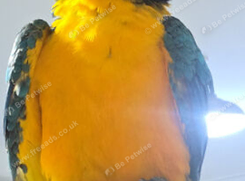 11 month old hand reared blue and gold