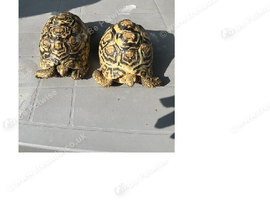 Two Leopard Tortoises
