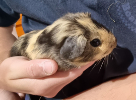 Californian cross male guinea pigs