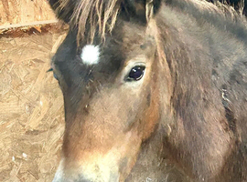 Purebred Dartmoor Yearling
