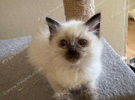 Beautiful Ragdoll kittens