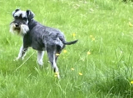 Gorgeous Miniature Schnauzer Girl