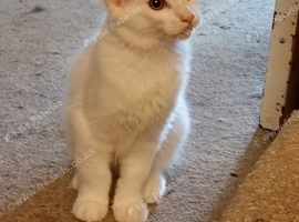 White Maine Coon Kitten