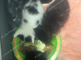 Kittens