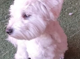 Selling little maltese puppy