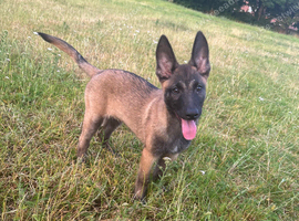 Belgian Malinois