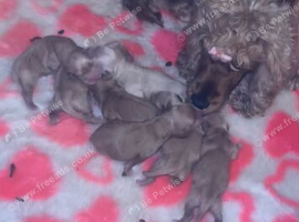Golden cocker spaniel puppies ready to leave now