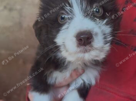 6 Border collie X jack russle pups for sale