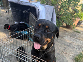 Beautiful Rottweiler cross German shepherd puppies