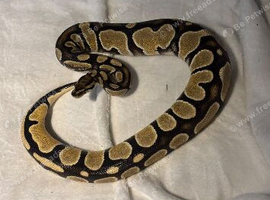 Royal pythons for rehoming
