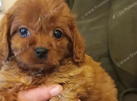 Cavapoo Puppies Red ️️ last boy!!.