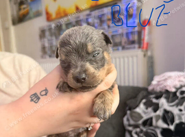 Rottweiler puppies ready to go 15/09/2026