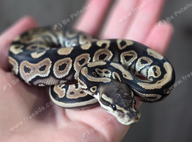 Lovely baby ball python for sale!!!