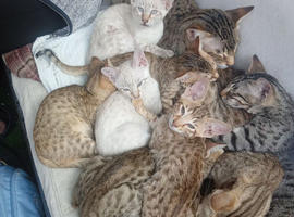 Savannah Kittens for Sale TICA Registered