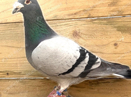 Quality racing pigeons for sale in Cumbernauld
