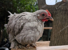 Lavender pekin bantams